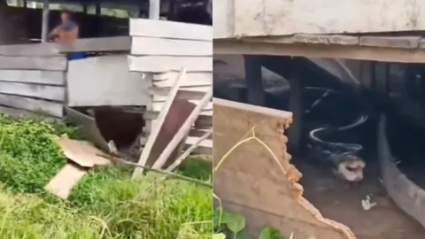 泰国蟒蛇吃人事件